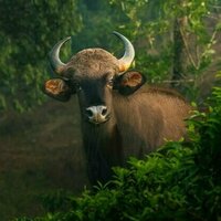 Animals on ice: how conservationists use freezers to 'biobank' wildlife
