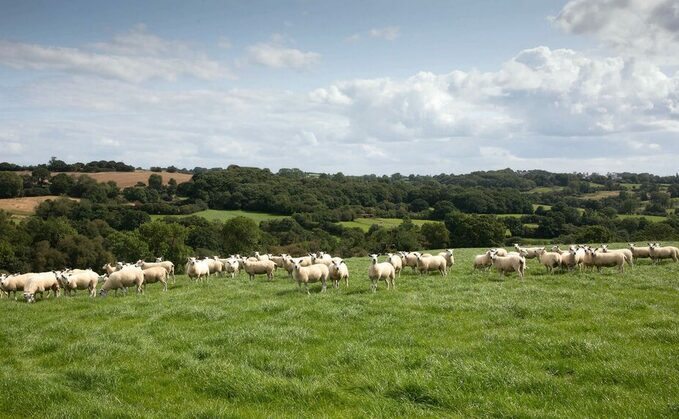 What will the Animal Health and Welfare pathway mean for English farmers?
