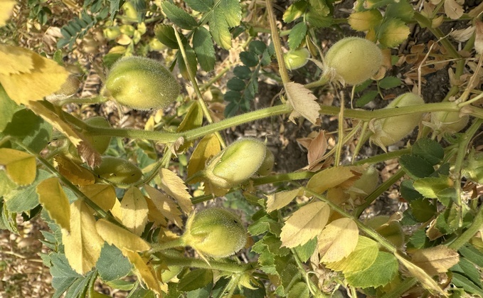 Could chickpeas fill the premium break crop gap?