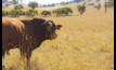 Applications are open for a grants program to assist pastoral beef producers in northern WA, 