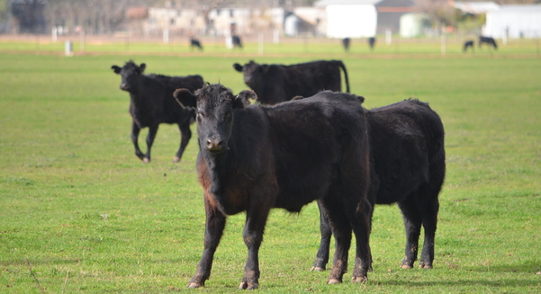 Victorian cattle producers are now able to use virtual fencing technology.