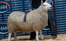 North Country Cheviot females sell to £2,000 at Lockerbie