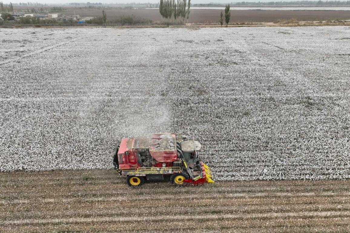 Seed technology drives cotton mechanization in China's Xinjiang