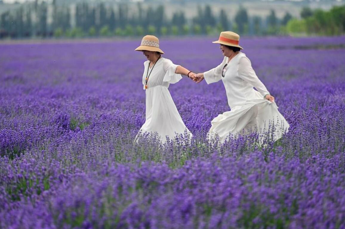 Culture&Life|Lavender tourism festival promotes economic development in NW China's Xinjiang