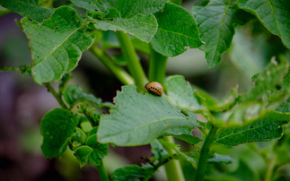 Rising pest risks: How the Met Office is helping to safeguard UK crops