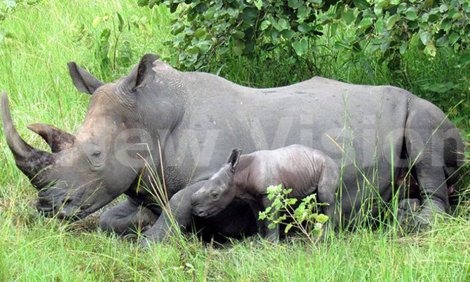 Fate of 24 endangered Rhinos hangs in balance Fate of 24 endangered Rhinos hangs in balance