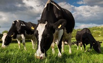 Letters: "How did we humans survive for so long on milk, meat and two veg?"