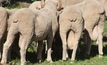 Genetics helps woolgrowers end mulesing war