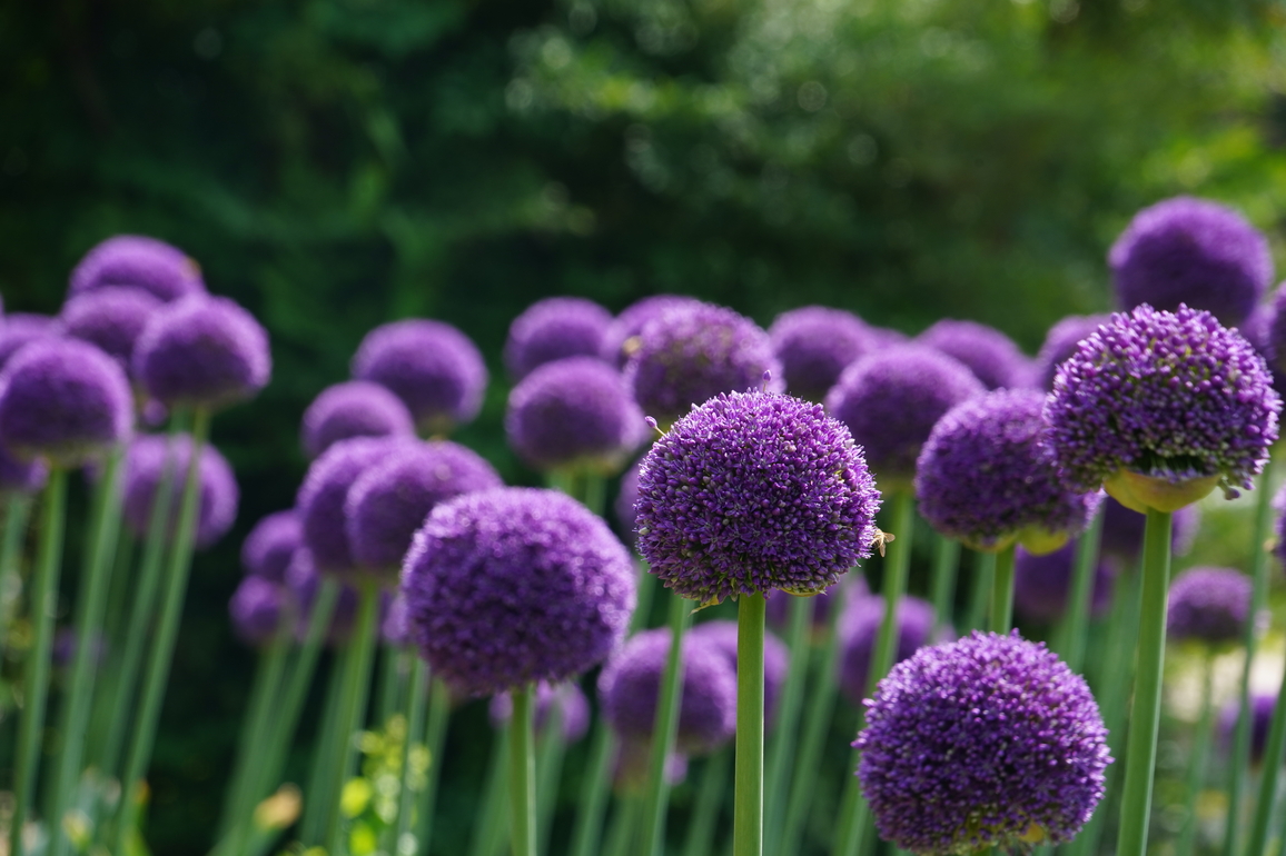 CHINA-YUNNAN-KUNMING-UZBEKISTAN-ALLIUM SPECIES PROTECTION-COOPERATION (CN)