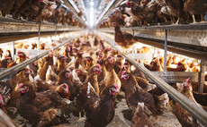 Long life laying hens boost flock sustainability 
