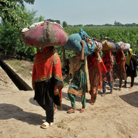 Agriculture in crisis as policy failures and climate shocks batter Pakistan