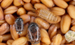 GPA chair, Barry Large, said Khapra Beetle is just one of the many grains-related biosecurity challenges the industry faces. Credit: Tomasz Klejdysz, Shutterstock. 