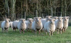 Rare breeds set to play key role in UK landscape