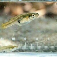 Smart is sexy - new study on fish doing puzzles hints intelligence partly evolved via sexual selection