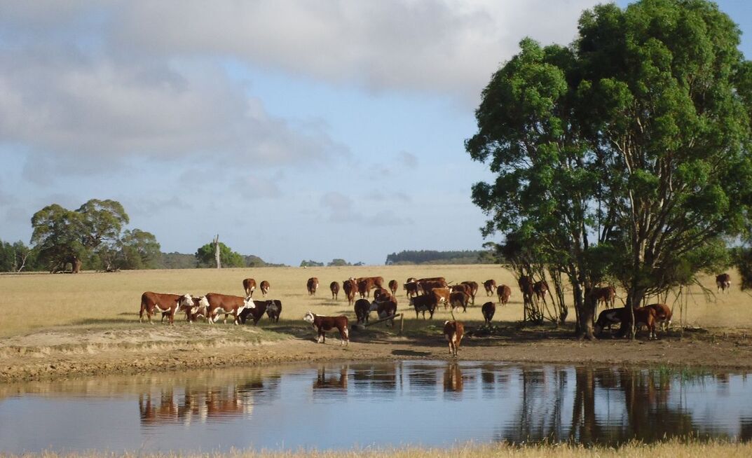 Owen McClure from Coleraine, Victoria, has noticed significant production benefits from using pain relief products at calf and lamb marking.