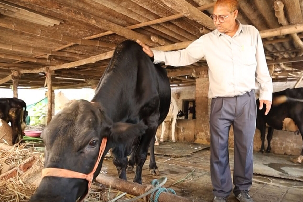 Gujarat farmer drives dairy prosperity through scientific breeding