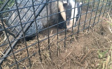 Farmcare Solutions awarded badger vaccination contract