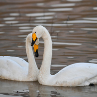 CHINA-SHANXI-YUNCHENG-PINGLU-SWANS (CN)