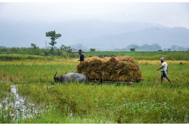 Unseasonal rains, price crash pose sharp decline in cultivation income of rural farmers: Report