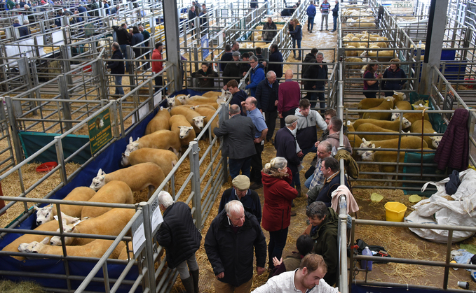 Texels hit 4,500gns at Welshpool multi-breed sale 