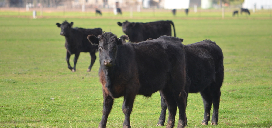 Victorian cattle producers are now able to use virtual fencing technology.