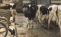 Bluetongue Temporary Control Zone announced in Monmouthshire
