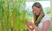 Genome work to slash losses from worst wheat disease