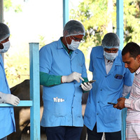Gujarat leads Foot and Mouth Disease vaccination drive