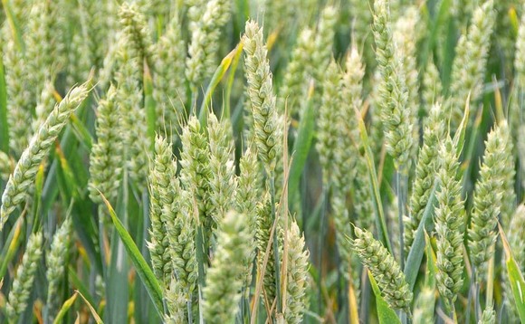Wheat plantings down 25 per cent