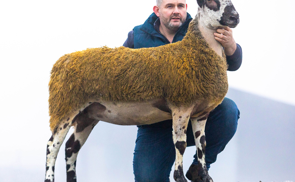  Latest livestock auction mart sale highlights