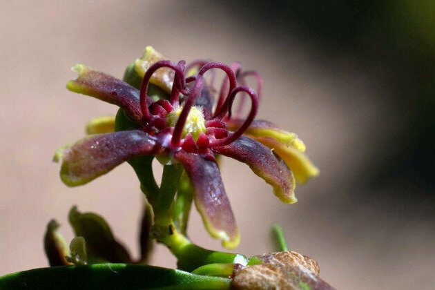 Africa's plants: a database project has recorded 65,000 species - and is still growing