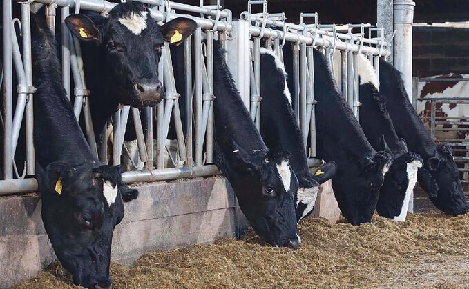 Rumen-protected forms of B vitamins or injections are often advised for dairy cows to ensure adequate absorption.