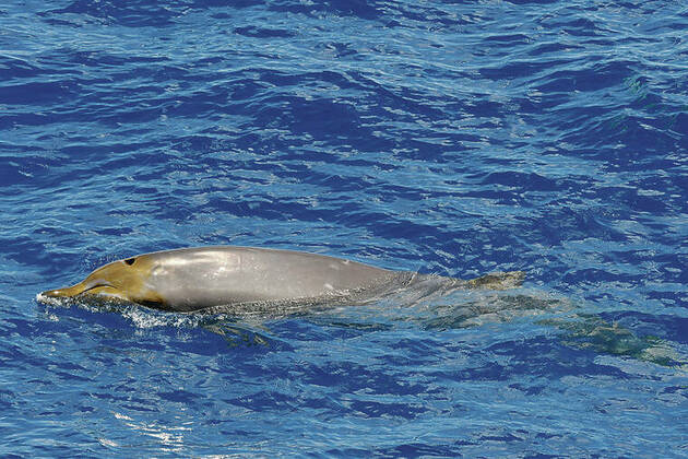 Future of Navy whale monitoring and research is uncertain