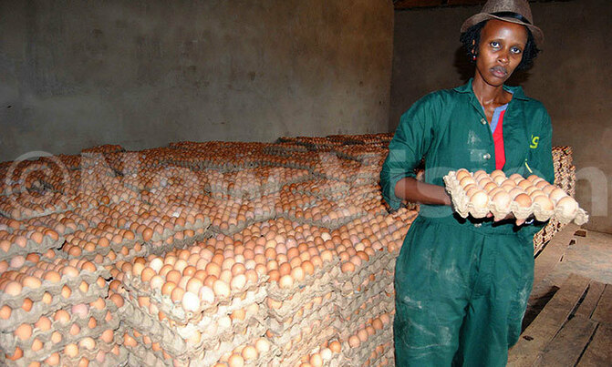 Local eggs scarcer on the market Local eggs scarcer on the market