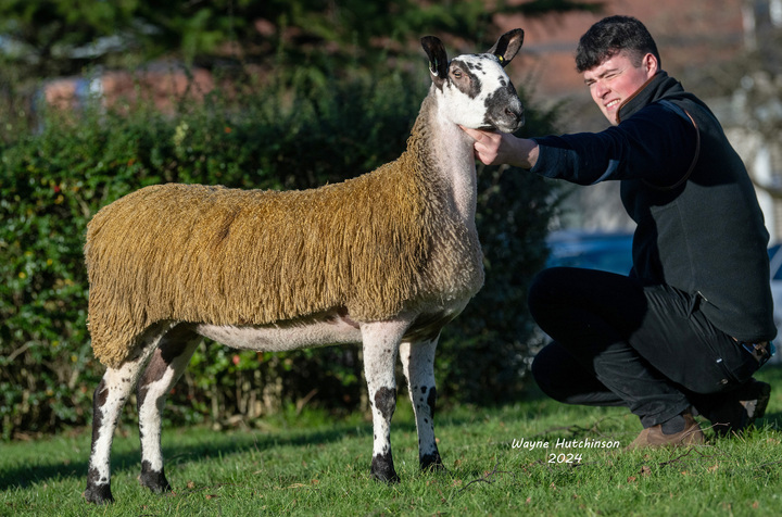 Ewe hogg from Macqeston flock which sold for 4,000gns