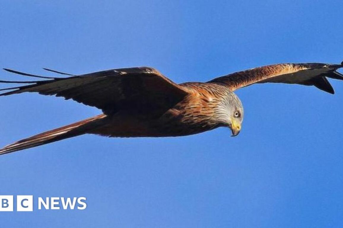 Two poisoned Red Kites found dead in Castle Douglas