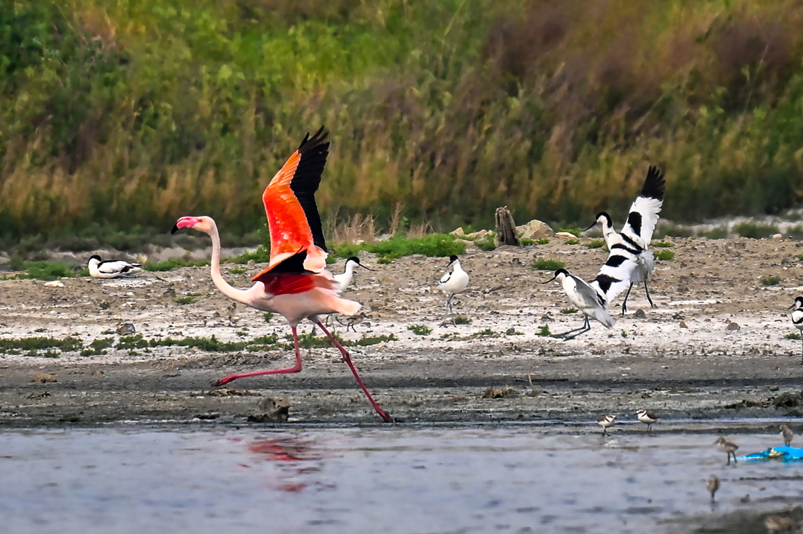 #(EcoChina) CHINA-SHANXI-YUNCHENG-SALT LAKE-BIRDS (CN)