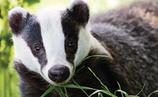 Call for Scottish farmers to help in badger count