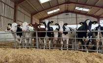Shropshire dairy farm sees calf health boost after tackling bovine coronavirus