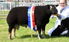 STAFFORDSHIRE SHOW 2021: Badger Faced Texel takes supreme on first time out