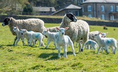 Protect valuable young lambs   