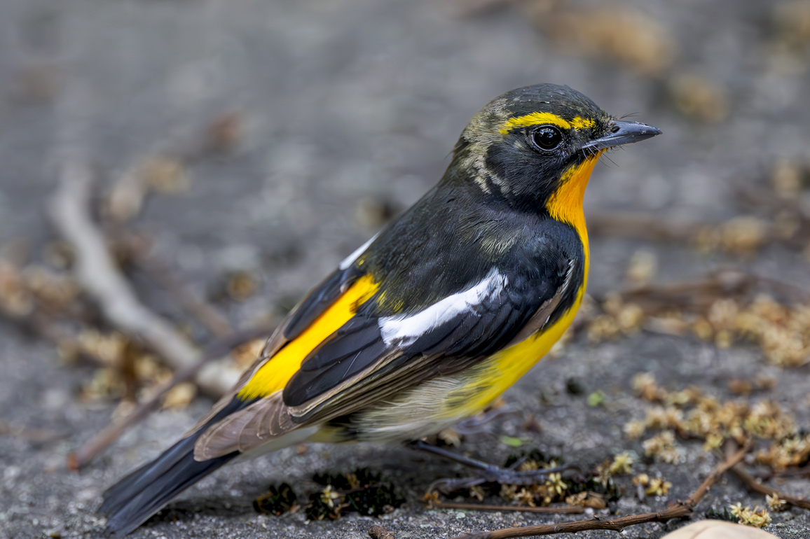 CHINA-FUJIAN-MIGRANT BIRDS (CN)