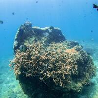 HainanOutlook | Build homes for corals and fish at the marine ranch in S China's Hainan