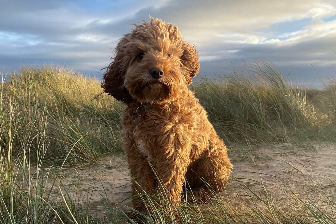 Trendy designer Cavapoos are most at risk of embarrassing health problem, vets warn