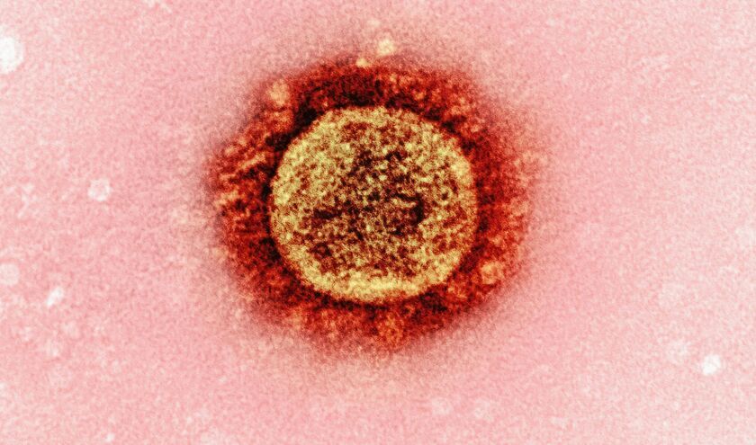 (c) National Institute of Allergy and Infectious Diseases/Unsplash 