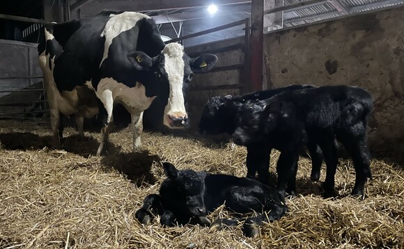 'Udderly amazing!' Cow gives birth to triplets