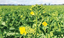  The GRDC and Agriculture Victoria have released the 2019 Victorian Winter Crop Summary. Picture courtesy Agriculture Victoria.