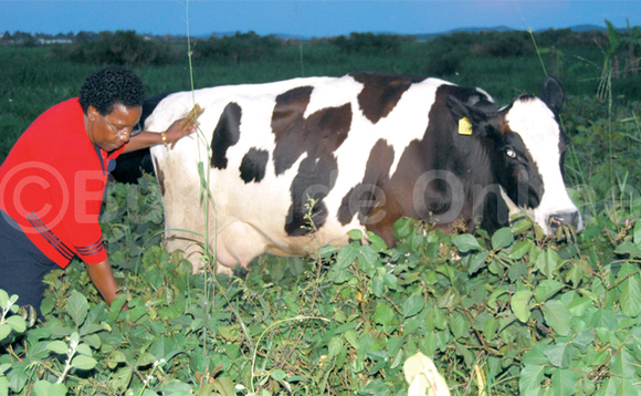 Muky. Byarugaba nga yeekebejja ente ye enzungu. Muky. Byarugaba nga yeekebejja ente ye enzungu.