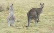 Unsustainable grazing conditions in Qld caused by kangaroo overpopulation