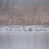 Migratory birds thrive in Kashmir as government strengthens ecological tourism and wetland protection